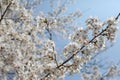 Cheery Blossom is blooming in Japan Royalty Free Stock Photo